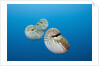 Group of Chambered Nautilus (Nautilus belauensis), Micronesia, Palau by Anonymous
