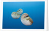Group of Chambered Nautilus (Nautilus belauensis), Micronesia, Palau by Anonymous