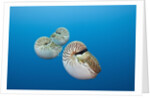 Group of Chambered Nautilus (Nautilus belauensis), Micronesia, Palau by Anonymous