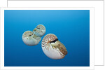 Group of Chambered Nautilus (Nautilus belauensis), Micronesia, Palau by Anonymous
