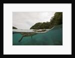 Saltwater Crocodile swimming with its head just above the surface (Crocodylus porosus) by Anonymous