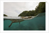 Saltwater Crocodile swimming with its head just above the surface (Crocodylus porosus) by Anonymous
