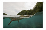 Saltwater Crocodile swimming with its head just above the surface (Crocodylus porosus) by Anonymous