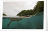 Saltwater Crocodile swimming with its head just above the surface (Crocodylus porosus) by Anonymous