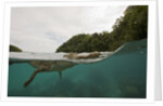 Saltwater Crocodile swimming with its head just above the surface (Crocodylus porosus) by Anonymous