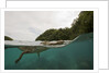 Saltwater Crocodile swimming with its head just above the surface (Crocodylus porosus) by Anonymous