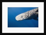 Sperm Whale head (Physeter catodon), Caribbean, Dominica by Anonymous