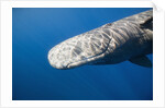 Sperm Whale head (Physeter catodon), Caribbean, Dominica by Anonymous