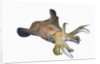 Bigfin Reef Squid (Sepioteuthis lessoniana) by Anonymous