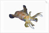 Bigfin Reef Squid (Sepioteuthis lessoniana) by Anonymous