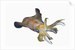 Bigfin Reef Squid (Sepioteuthis lessoniana) by Anonymous