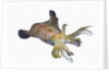 Bigfin Reef Squid (Sepioteuthis lessoniana) by Anonymous