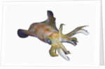 Bigfin Reef Squid (Sepioteuthis lessoniana) by Anonymous