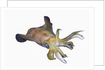 Bigfin Reef Squid (Sepioteuthis lessoniana) by Anonymous