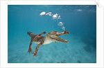 Saltwater Crocodile (Crocodylus porosus), Queensland, Australia by Anonymous