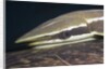 Sharksucker on Turtle (Echeneis naucrates), Marsa Alam, Red Sea, Egypt by Anonymous