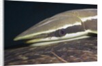 Sharksucker on Turtle (Echeneis naucrates), Marsa Alam, Red Sea, Egypt by Anonymous