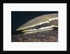 Sharksucker on Turtle (Echeneis naucrates), Marsa Alam, Red Sea, Egypt by Anonymous