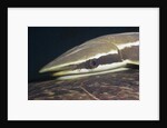 Sharksucker on Turtle (Echeneis naucrates), Marsa Alam, Red Sea, Egypt by Anonymous