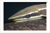 Sharksucker on Turtle (Echeneis naucrates), Marsa Alam, Red Sea, Egypt by Anonymous