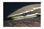 Sharksucker on Turtle (Echeneis naucrates), Marsa Alam, Red Sea, Egypt by Anonymous