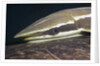 Sharksucker on Turtle (Echeneis naucrates), Marsa Alam, Red Sea, Egypt by Anonymous