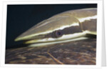 Sharksucker on Turtle (Echeneis naucrates), Marsa Alam, Red Sea, Egypt by Anonymous