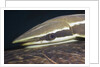 Sharksucker on Turtle (Echeneis naucrates), Marsa Alam, Red Sea, Egypt by Anonymous