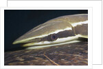 Sharksucker on Turtle (Echeneis naucrates), Marsa Alam, Red Sea, Egypt by Anonymous