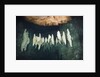 Formations in Chandelier Dripstone Cave, Micronesia, Palau by Anonymous