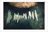 Formations in Chandelier Dripstone Cave, Micronesia, Palau by Anonymous