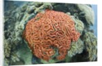 Fluorescence of a Brain Coral in daylight, Micronesia, Palau by Anonymous