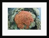 Fluorescence of a Brain Coral in daylight, Micronesia, Palau by Anonymous