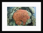 Fluorescence of a Brain Coral in daylight, Micronesia, Palau by Anonymous