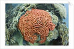 Fluorescence of a Brain Coral in daylight, Micronesia, Palau by Anonymous