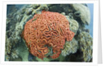Fluorescence of a Brain Coral in daylight, Micronesia, Palau by Anonymous