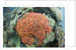 Fluorescence of a Brain Coral in daylight, Micronesia, Palau by Anonymous