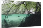 Mangroves trees above and underwater by Anonymous