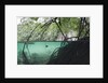 Mangroves trees above and underwater by Anonymous
