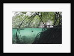 Mangroves trees above and underwater by Anonymous