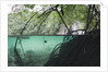 Mangroves trees above and underwater by Anonymous