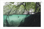Mangroves trees above and underwater by Anonymous