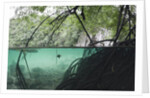 Mangroves trees above and underwater by Anonymous