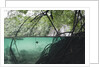 Mangroves trees above and underwater by Anonymous