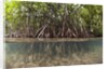 Split image of Mangroves and their extensive prop roots, Risong Bay, Micronesia, Palau by Anonymous