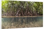 Split image of Mangroves and their extensive prop roots, Risong Bay, Micronesia, Palau by Anonymous