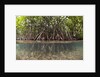 Split image of Mangroves and their extensive prop roots, Risong Bay, Micronesia, Palau by Anonymous
