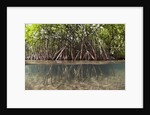 Split image of Mangroves and their extensive prop roots, Risong Bay, Micronesia, Palau by Anonymous