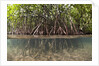 Split image of Mangroves and their extensive prop roots, Risong Bay, Micronesia, Palau by Anonymous