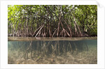 Split image of Mangroves and their extensive prop roots, Risong Bay, Micronesia, Palau by Anonymous